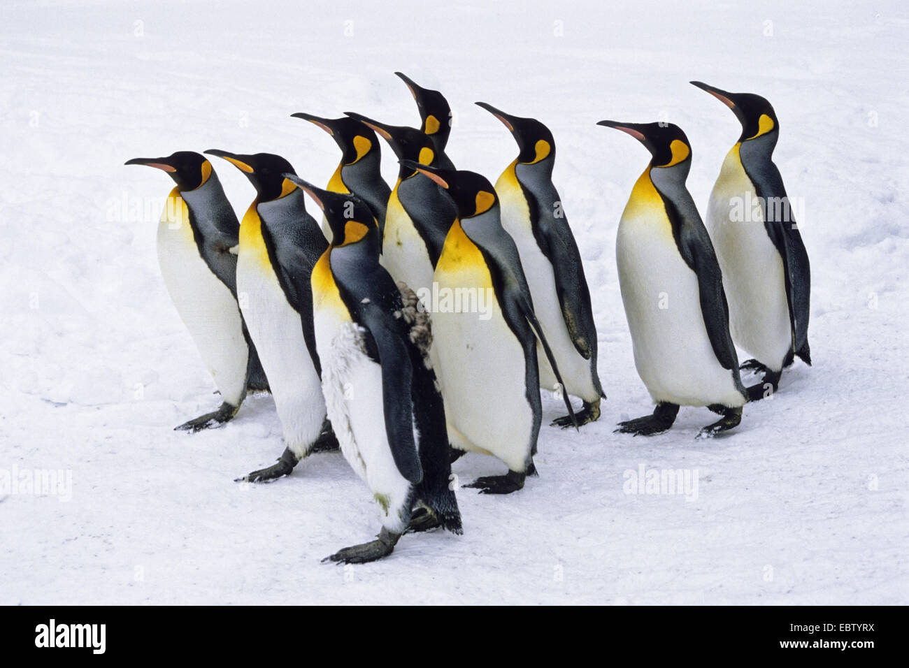 King Penguin (Aptenodytes Patagonicus), Gruppe in Schnee, Antarktis Stockfoto