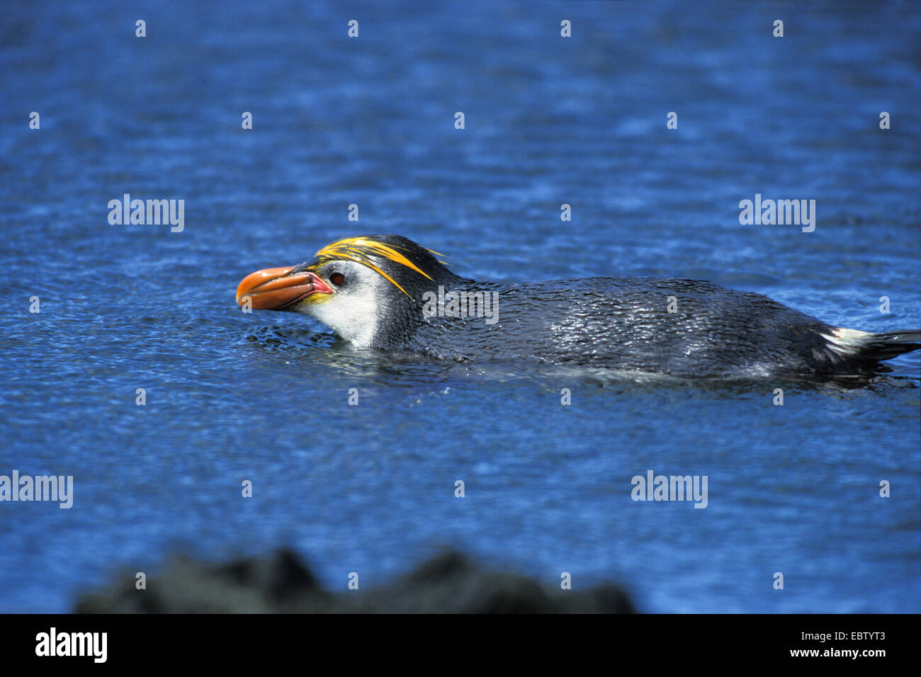 Haubenpinguin (Eudyptes Schlegeli), Schwimmen, Australien, Macquarie-Insel Stockfoto