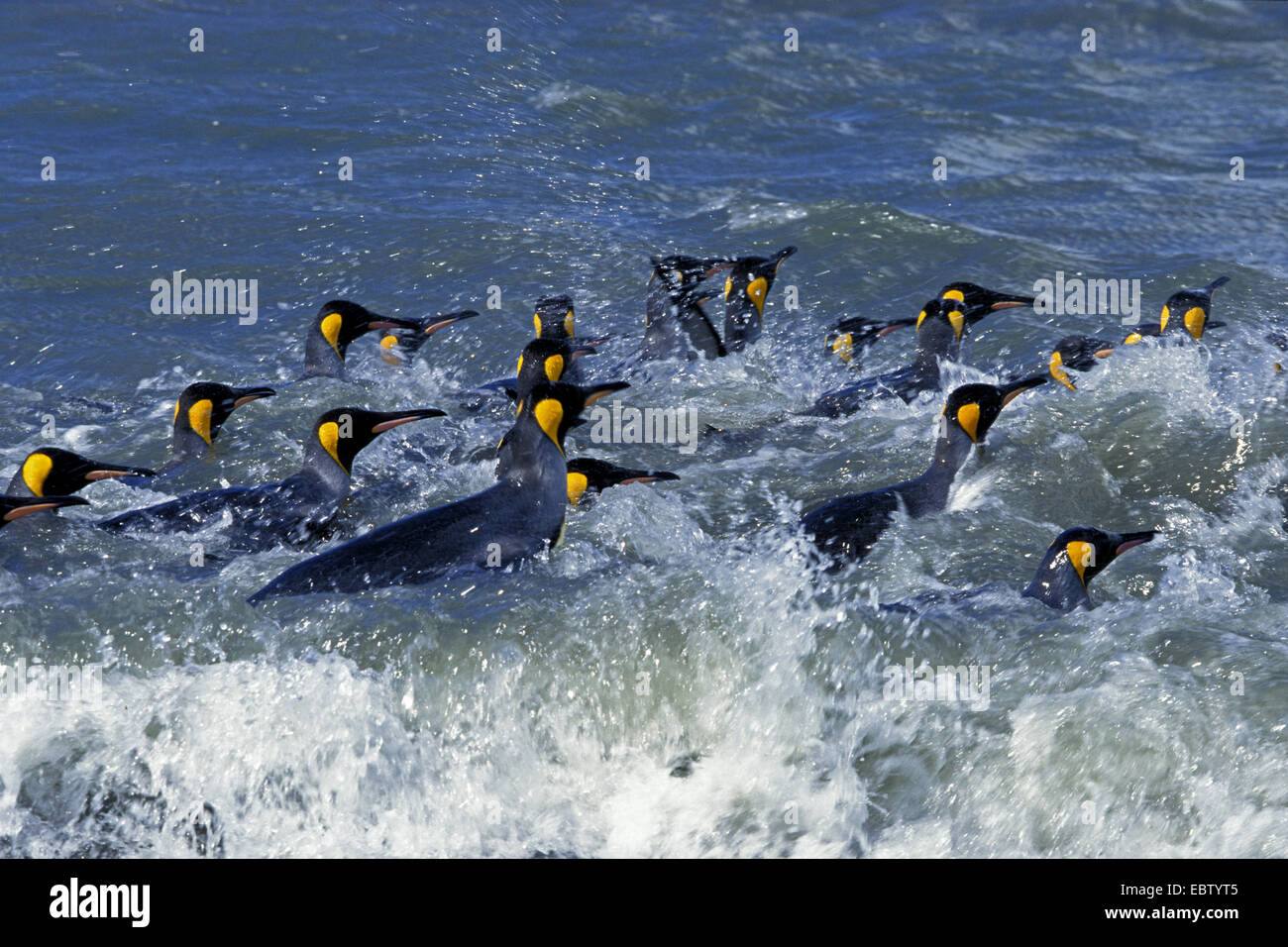 King Penguin (Aptenodytes Patagonicus), in die brechenden Wellen, Antarktis, Suedgeorgien Stockfoto