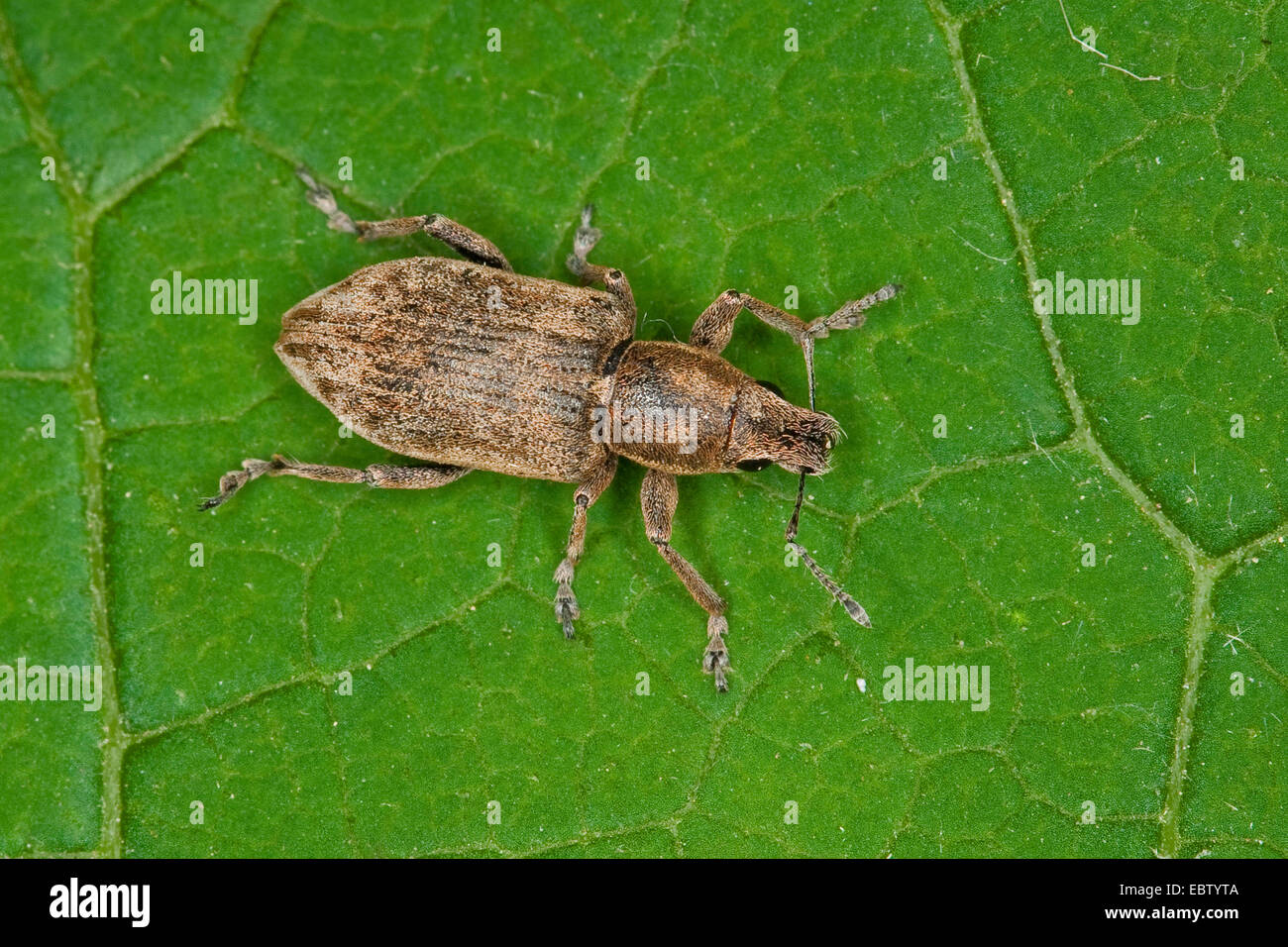 Rüben Leaf Weevil (Tanymecus Palliatus), sitzt auf einem Blatt, Deutschland Stockfoto