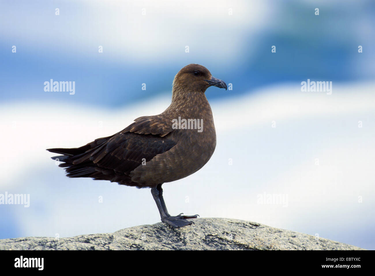 Süd polar Skua (Catharacta Maccormicki), sitzt auf einem Felsen, Antarktis Stockfoto