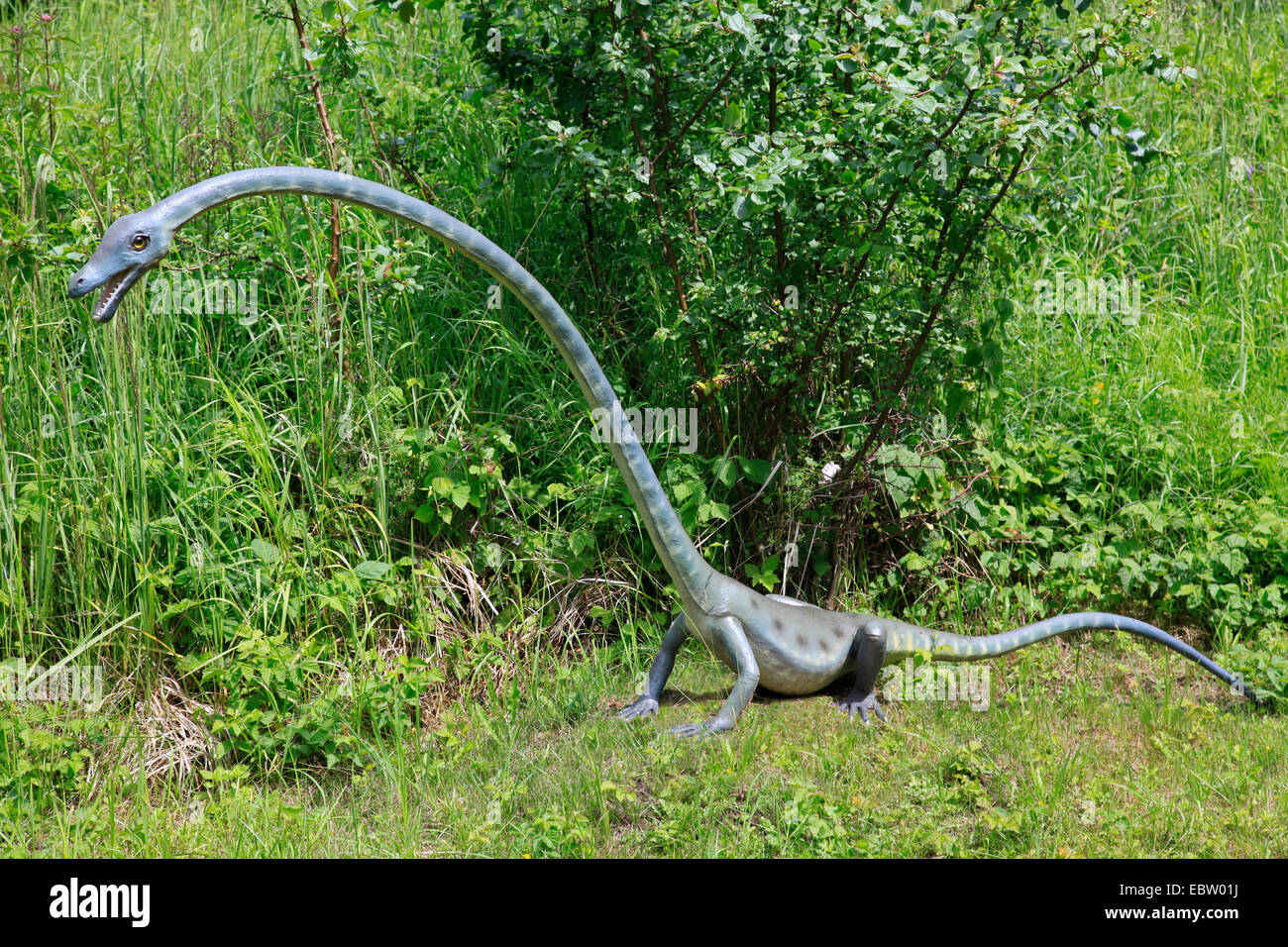 Lange Necked ein (Phragmoteuthidae), einzelne Person auf einer Lichtung Stockfoto