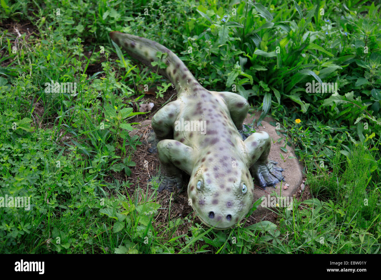 Acanthostega (Acanthostega), eines der ersten terrestrischen Tetrapoden Stockfoto