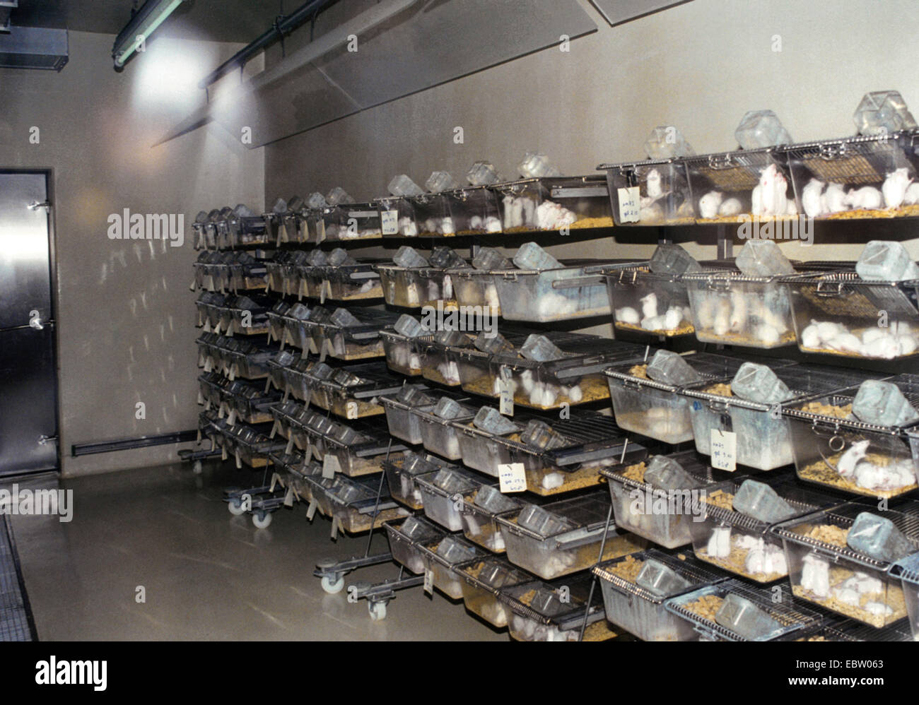 viele weiße Mäuse in den Käfigen ein Tierversuchs-Labor - Tausende von Tieren werden jedes Jahr in deutschen Labors verbraucht, Stockfoto