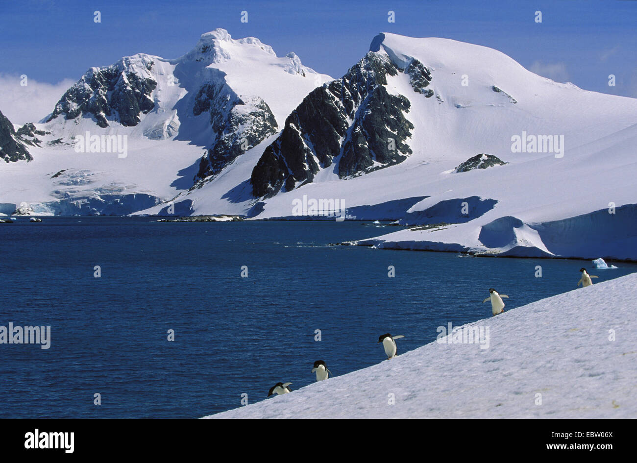 Adelie Penguin (Pygoscelis Adeliae), am Meer, Antarktis, Orkney Inseln, Laurie Island Stockfoto