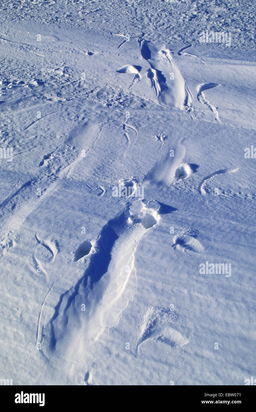 Kaiserpinguin (Aptenodytes Forsteri), Überblick, ein Kaiserpinguin Rodeln auf Eis, Antarktis, Weddell-Meer Stockfoto