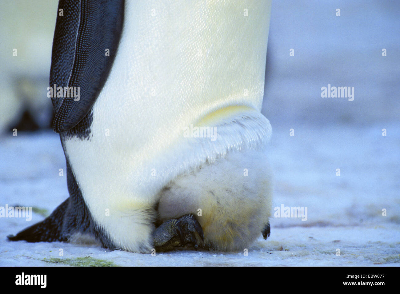 Kaiserpinguin (Aptenodytes Forsteri) mit Küken auf Füßen, Antarktis Stockfoto