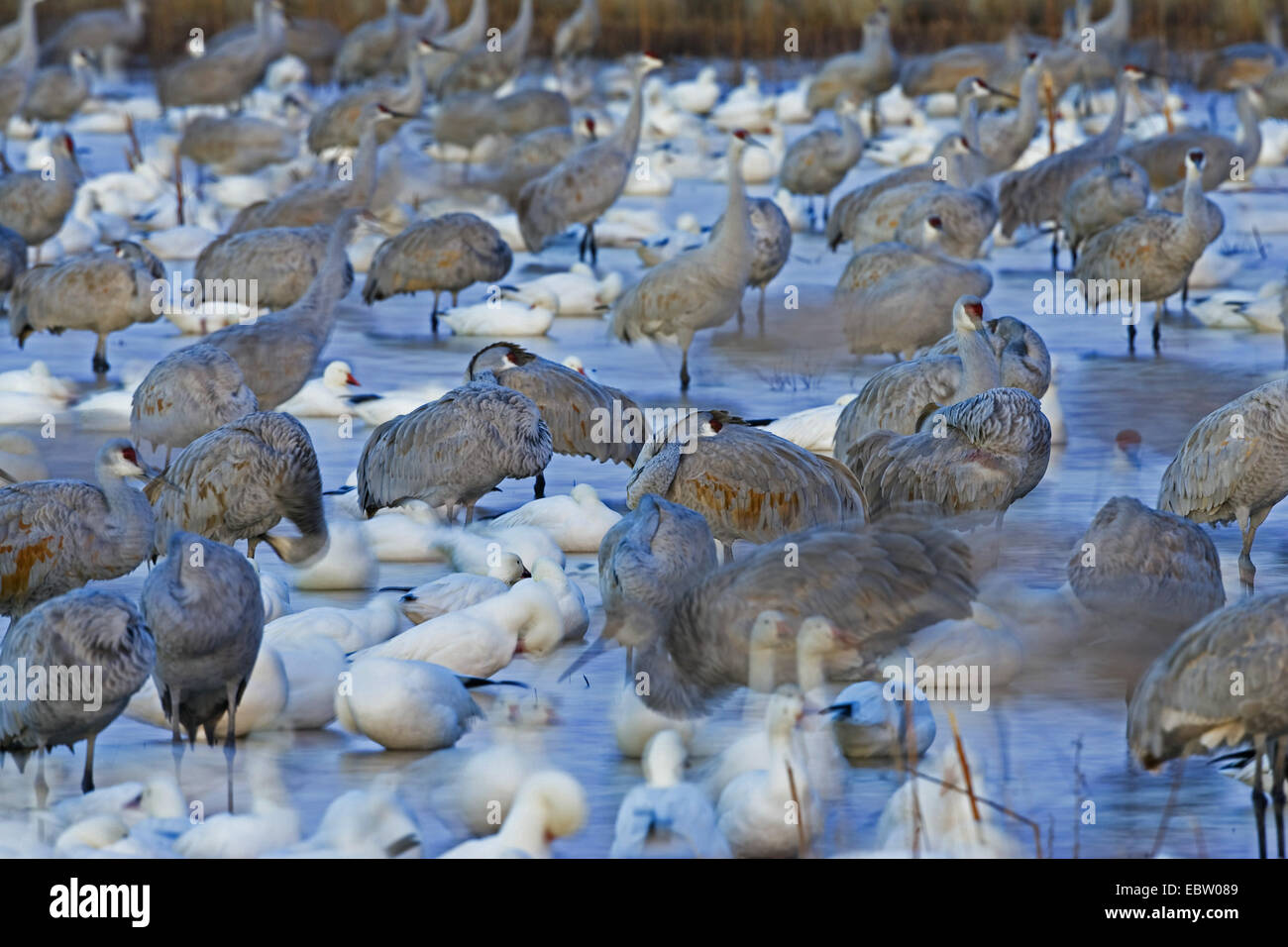 Schneegans (Anser Caerulescens Atlanticus, Chen Caerulescens Atlanticus), Schnee Gänse und Kraniche in Wildlife Refuge in den Morgen, USA, New Mexico, Bosque del Apache Wildlife Refuge Stockfoto