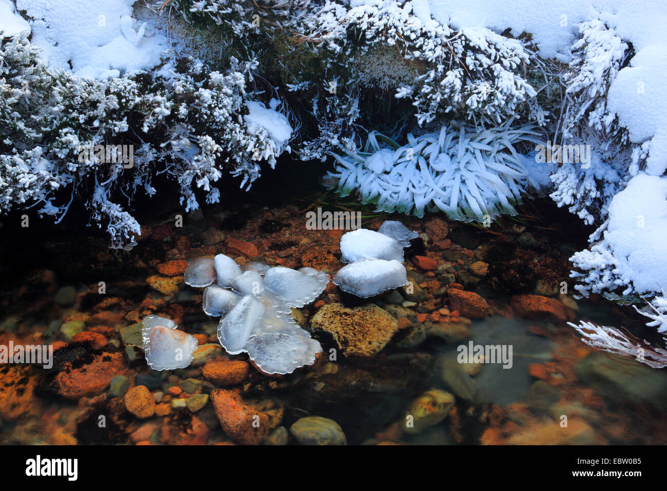 Eis am Mountain Creek, Großbritannien, Schottland, Cairngorm National Park Stockfoto