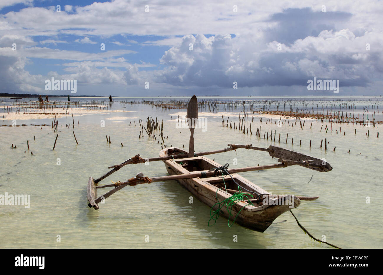 Dhau und Holzpfählen Meer Gärten am Sandstrand, Tansania, Sansibar Stockfoto