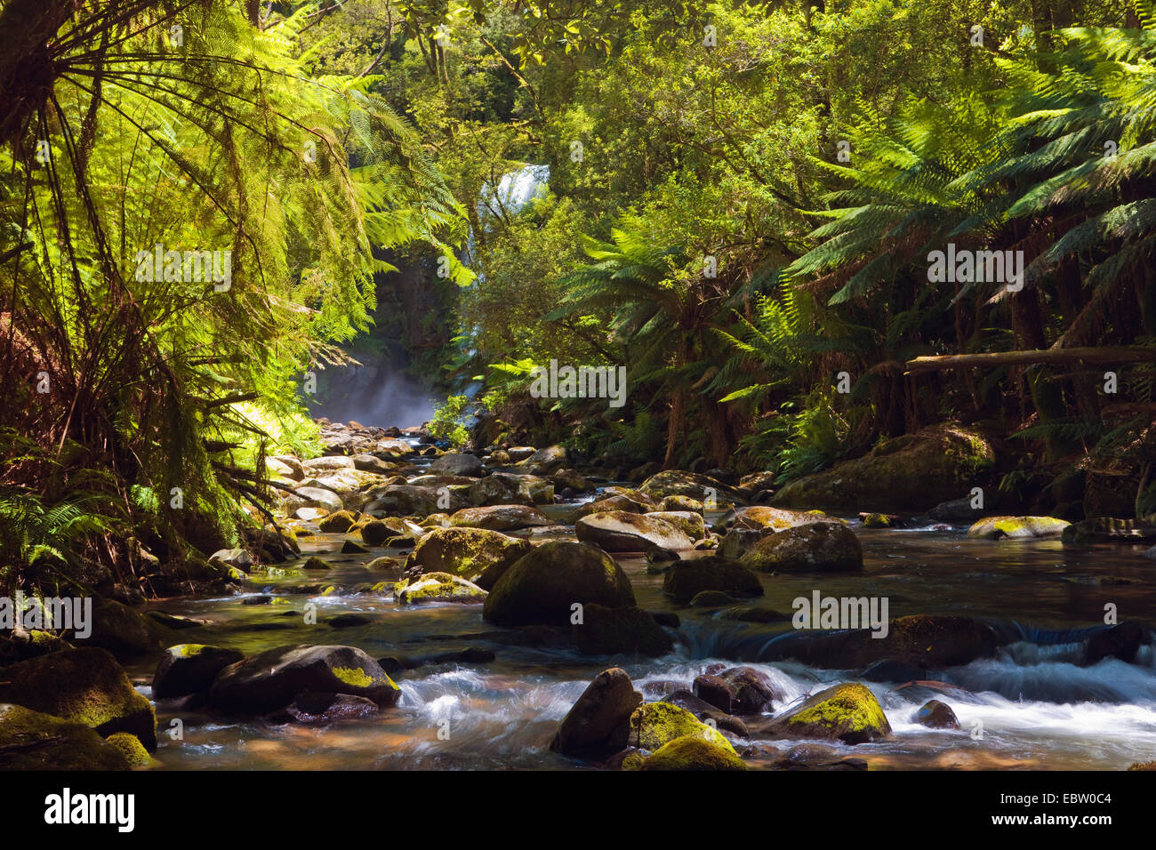 Regenwald und Aire River, Australien, Victoria, Otway Nationalpark, Otway Nationalpark Stockfoto