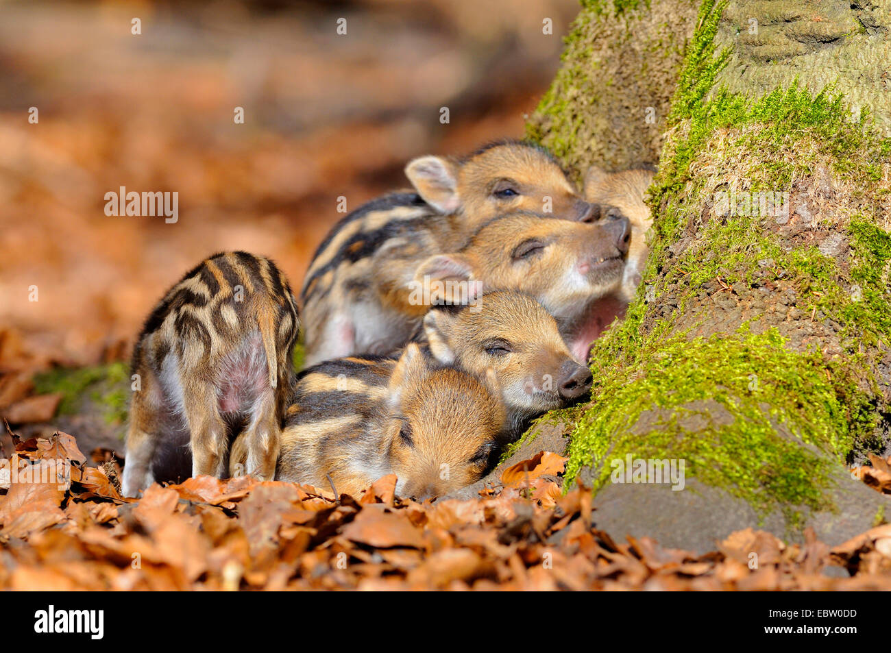 Wildschwein, Schwein, Wildschwein (Sus Scrofa), Shoats, erwärmen Sie einander, Deutschland, Nordrhein-Westfalen, Sauerland Stockfoto
