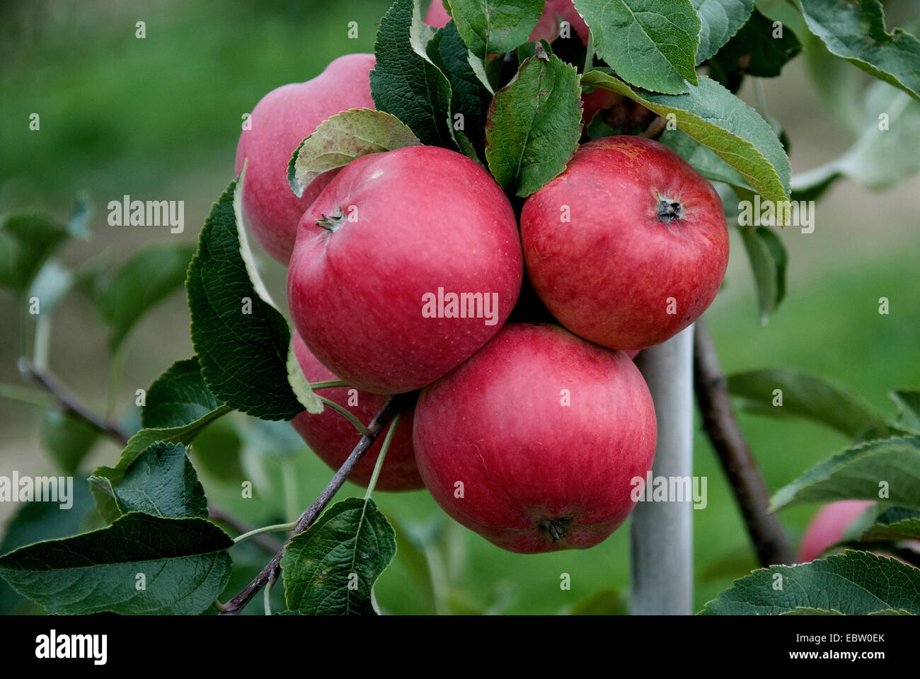 Apfelbaum (Malus Domestica "Regia", Malus Domestica Regia), Sorte Regia, Äpfel auf dem Baum Stockfoto