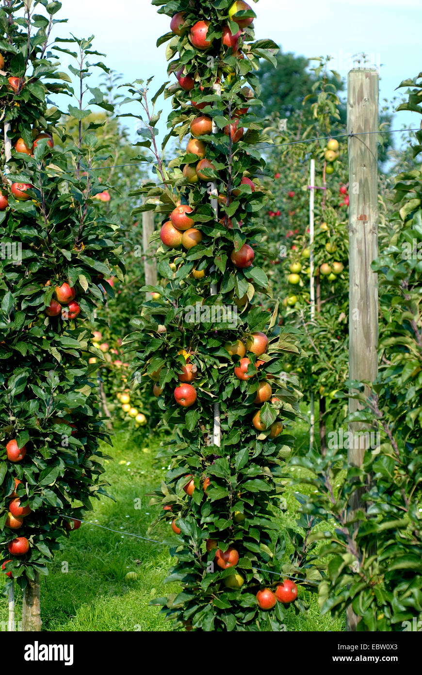 Apfelbaum (Malus Domestica "Rondo", Malus Domestica Rondo), Sorte Rondo, Äpfel auf dem Baum Stockfoto