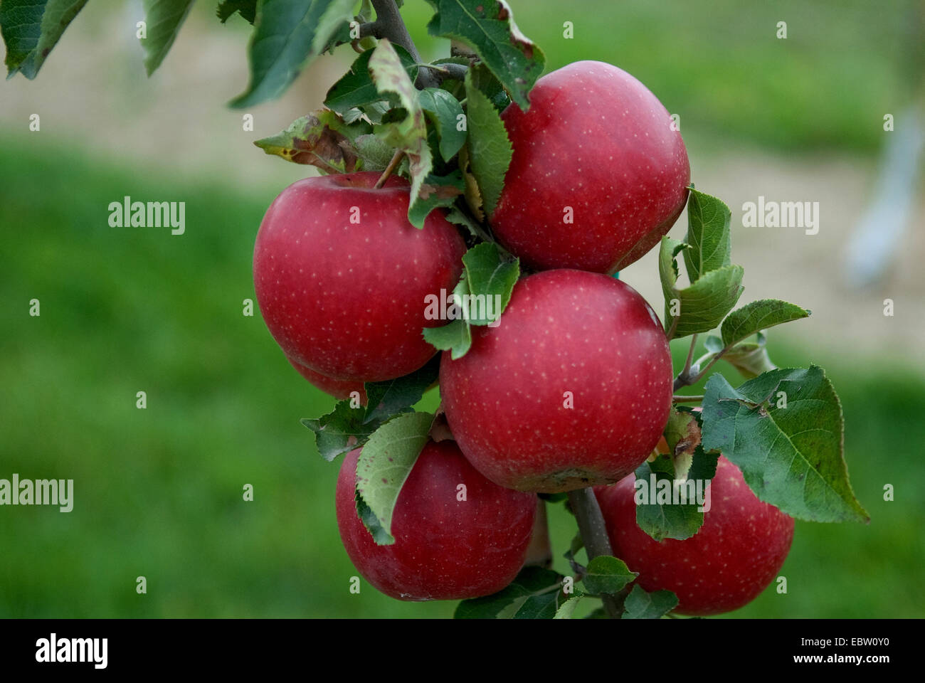 Apfelbaum (Malus Domestica 'Jonagold Boerekamp', Malus Domestica