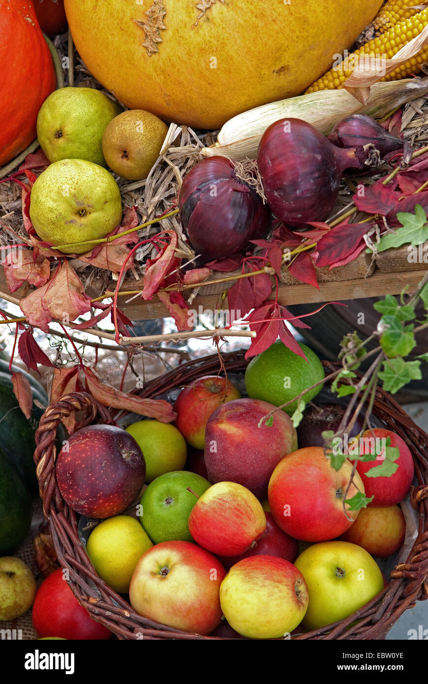 Äpfel, Birnen, Kürbisse und Zwiebeln zum Erntedankfest Stockfoto