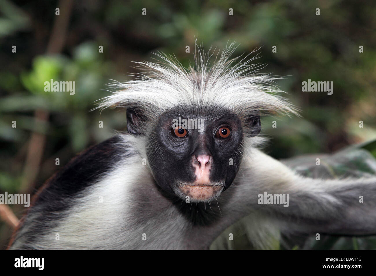 Zanzibar Rote Stummelaffen, Kirks Red Colobus Affen (Procolobus Kirkii, Piliocolobus Kirkii), Porträt, Tansania, Sansibar Stockfoto