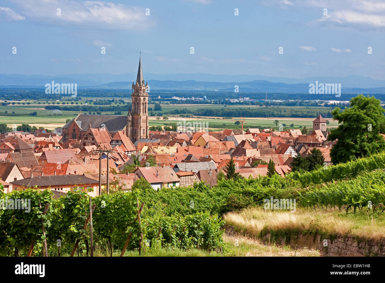 Blick vom Weinberg in die Stadt und Neo-romanischen Kirche St. Etienne, Frankreich, Bas-Rhin, Sélestat-Erstein, Dambach-la-Ville Stockfoto