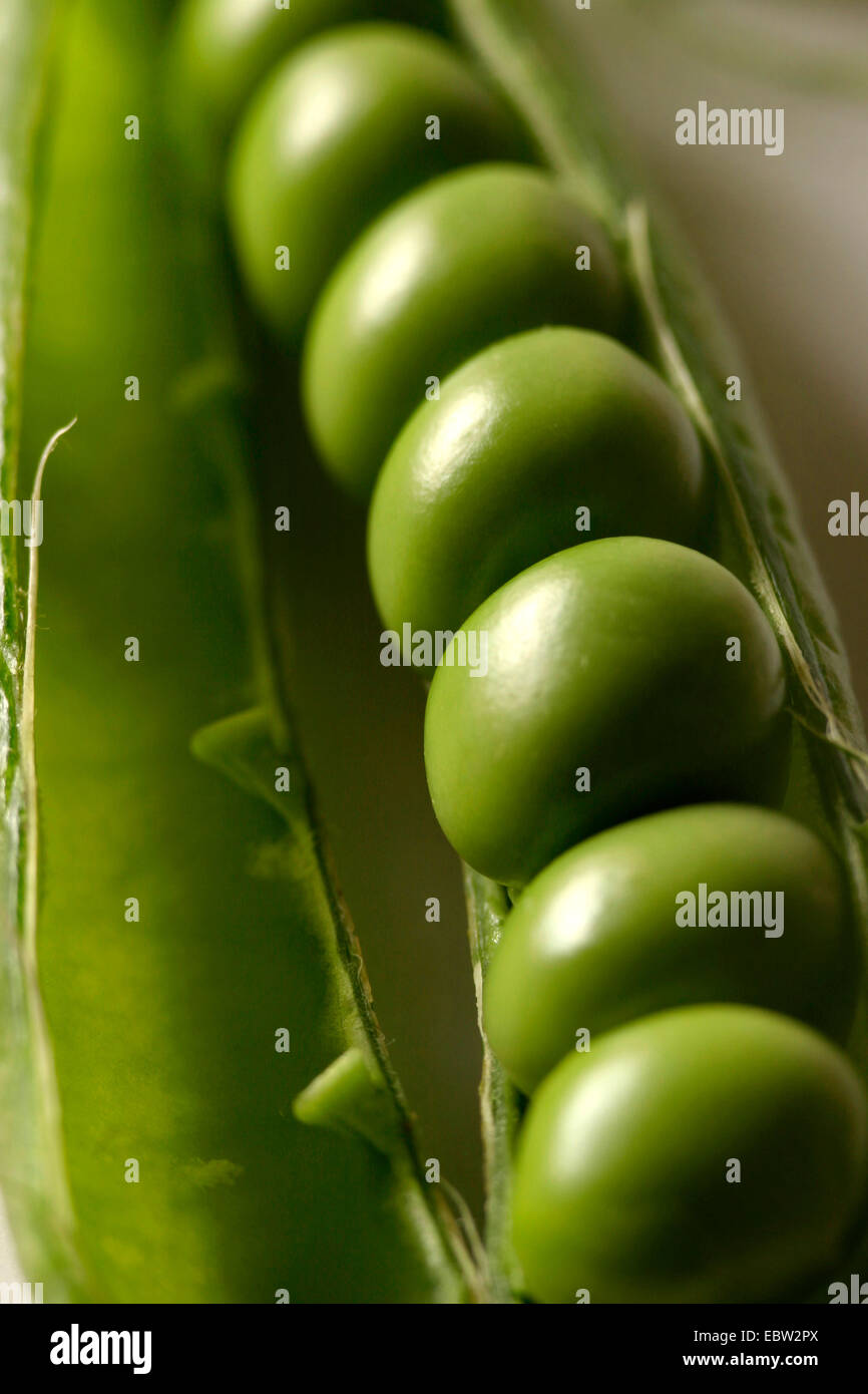 Garten-Erbse (Pisum Sativum), Owas in einer Schote Stockfoto