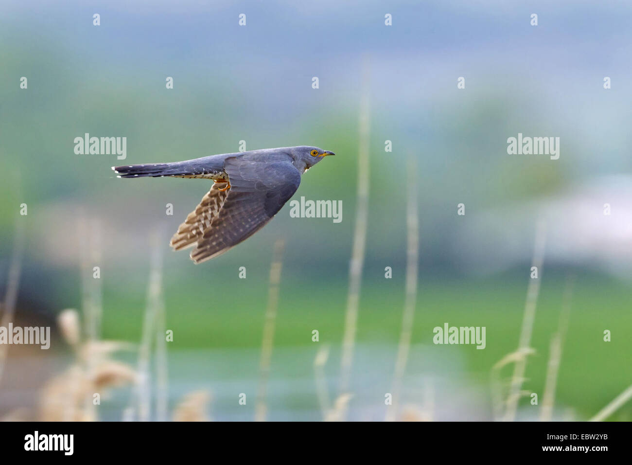 Eurasische Kuckuck (Cuculus Canorus), fliegen, Deutschland, Rheinland-Pfalz Stockfoto