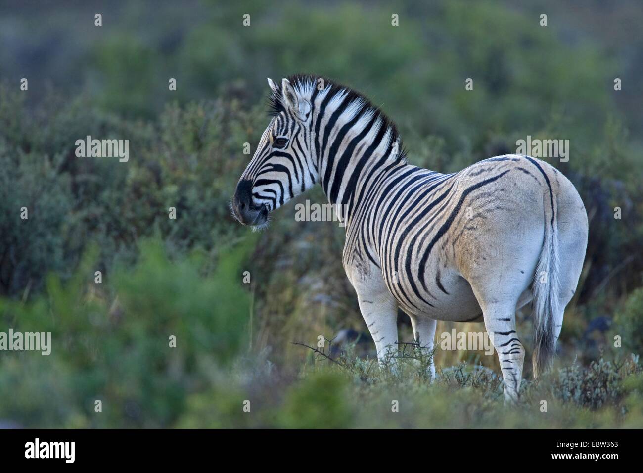 Burchell Zebra, Zebra, gemeinsame Zebra (Equus Quagga Burchelli, Equus Burchelli), stehen im Gebüsch, Südafrika, Western Cape, Karoo Nationalpark Stockfoto