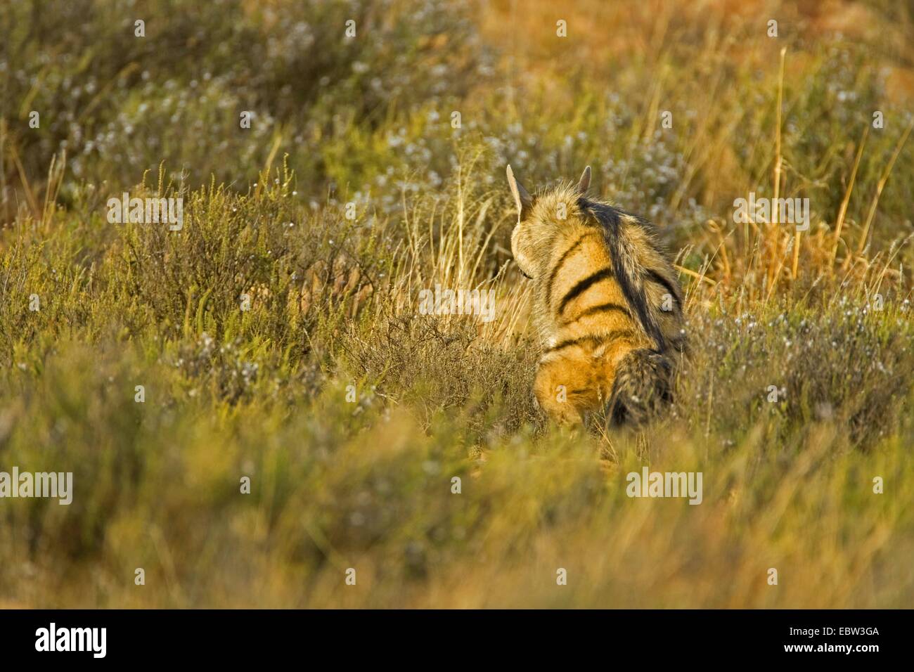Erdwolf (Proteles Cristatus), Kennzeichnung Gebiet, Südafrika, Eastern Cape, Mountain Zebra National Park Stockfoto