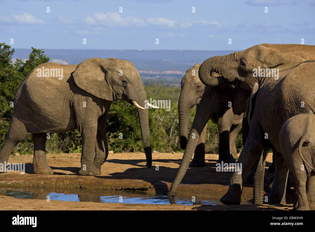 Afrikanischer Elefant (Loxodonta Africana), trinken Familie, Südafrika, Eastern Cape, Addo Elephant National Park Stockfoto