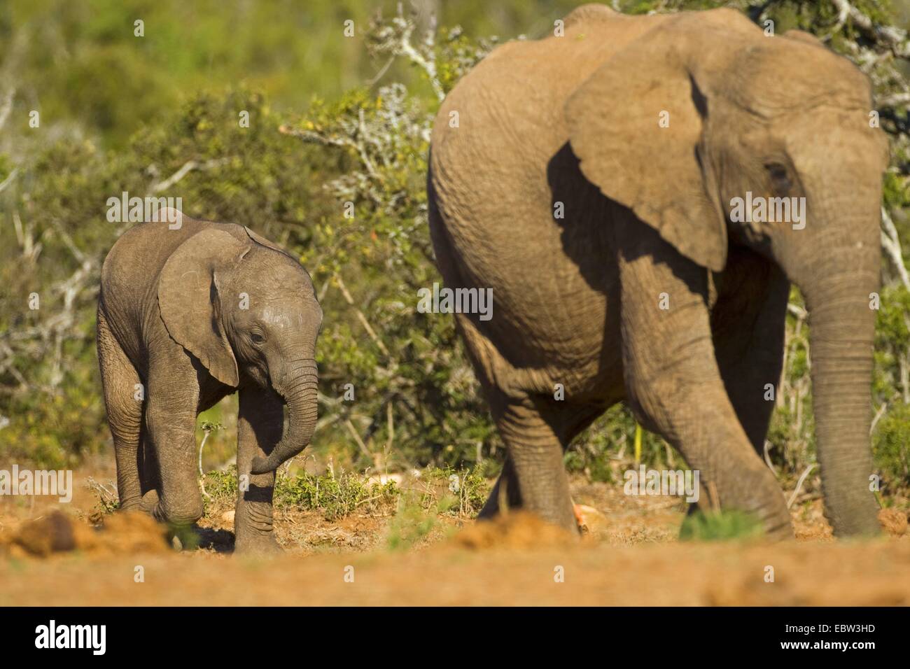 Afrikanischer Elefant (Loxodonta Africana), Mutter mit Kalb, Südafrika, Eastern Cape, Addo Elephant National Park Stockfoto