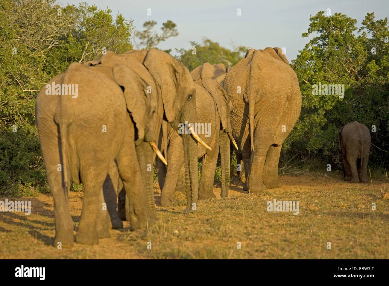 Afrikanischer Elefant (Loxodonta Africana), Gruppe, Südafrika, Eastern Cape, Addo Elephant National Park Stockfoto
