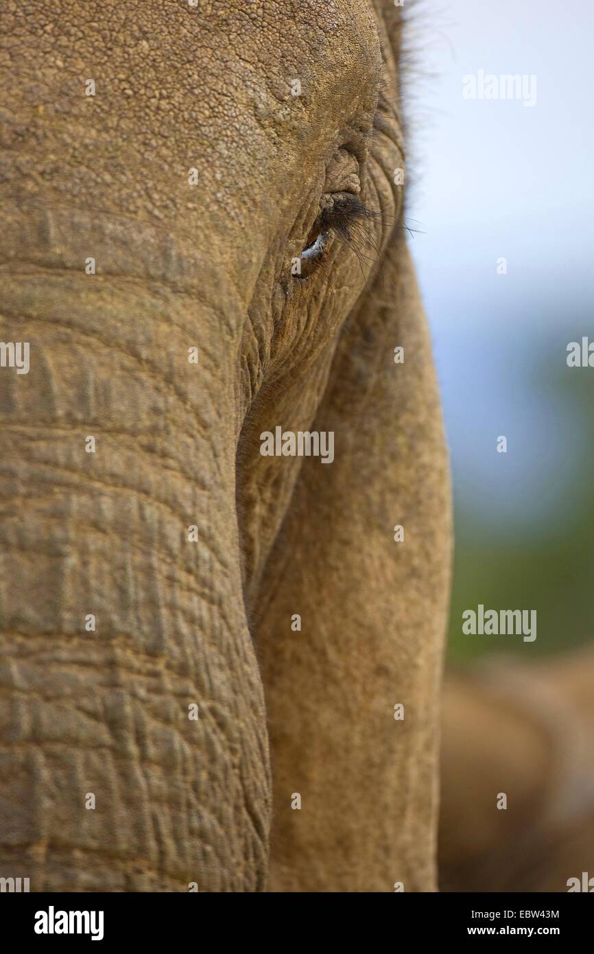 Afrikanischer Elefant (Loxodonta Africana), Auge, Südafrika, Eastern Cape, Addo Elephant National Park Stockfoto