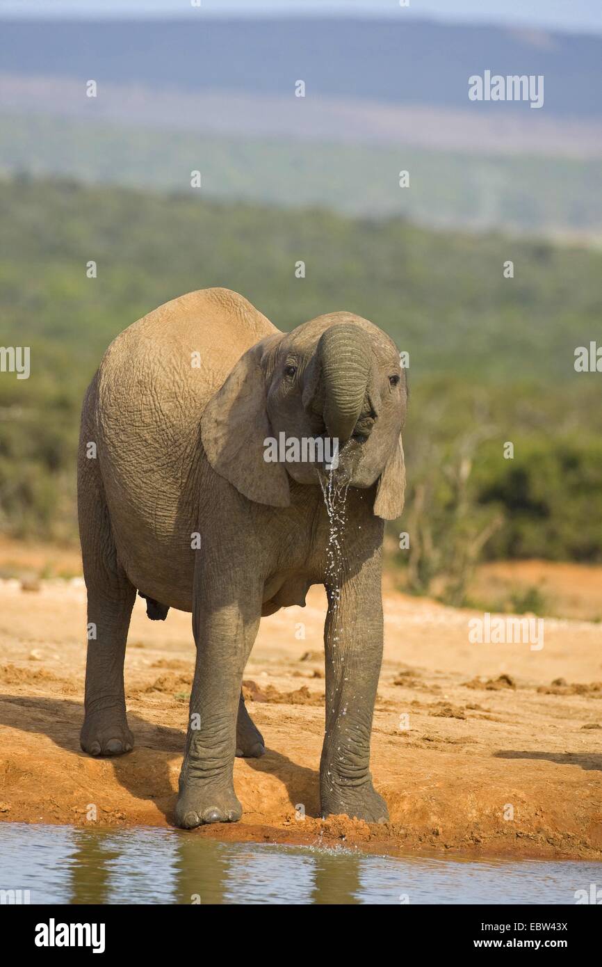 Afrikanischer Elefant (Loxodonta Africana), trinken, Südafrika, Eastern Cape, Addo Elephant National Park Stockfoto