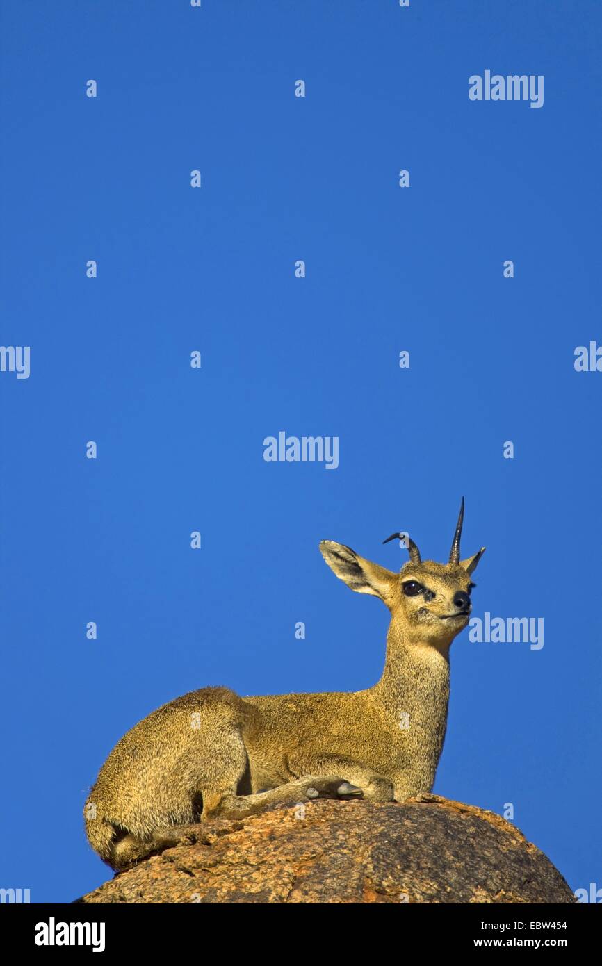 Klippspringer (Oreotragus Oreotragus), ruht auf einem Felsen, Südafrika, Northern Cape, Augrabies Falls National Park Stockfoto