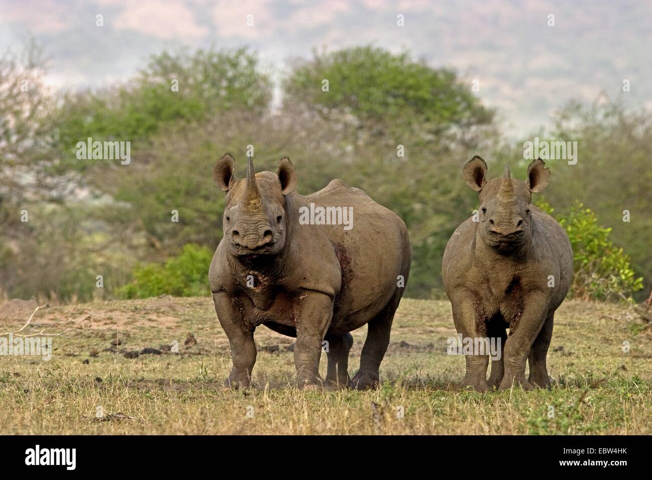 schwarze Nashorn, süchtig-lippige Rhinoceros durchsuchen Nashorn (Diceros Bicornis), Mutter mit Kalb, South Africa, Kwazulu-Natal, Hluhluwe-Umfolozi Nationalpark Stockfoto