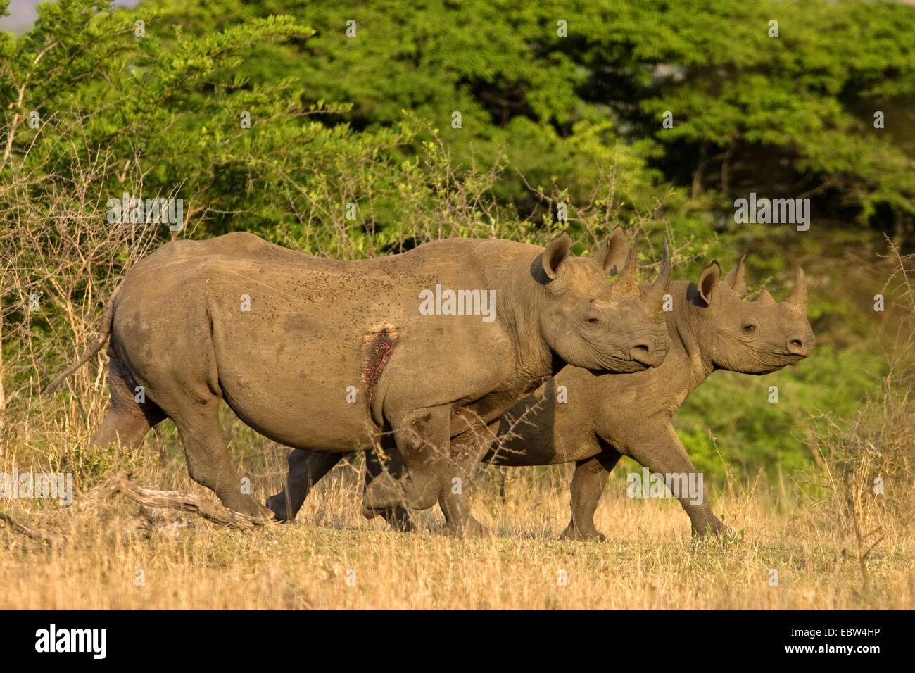 schwarze Nashorn, süchtig-lippige Rhinoceros durchsuchen Nashorn (Diceros Bicornis), verletzt Mutter mit Kalb, South Africa, Kwazulu-Natal, Hluhluwe-Umfolozi Nationalpark Stockfoto
