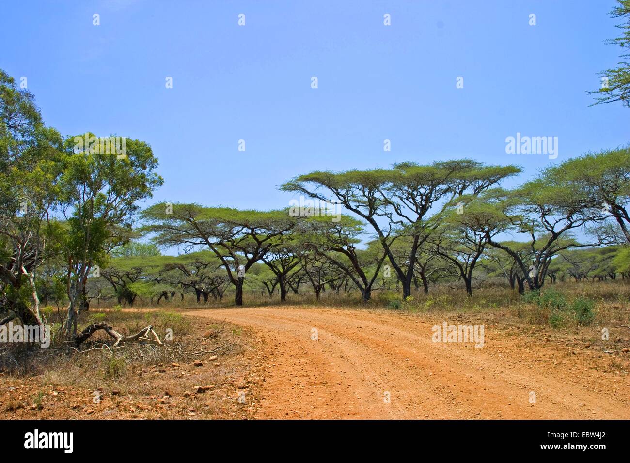 Akazien über Schotterstraße, South Africa, Kwazulu-Natal, Mkuze Game Reserve Stockfoto