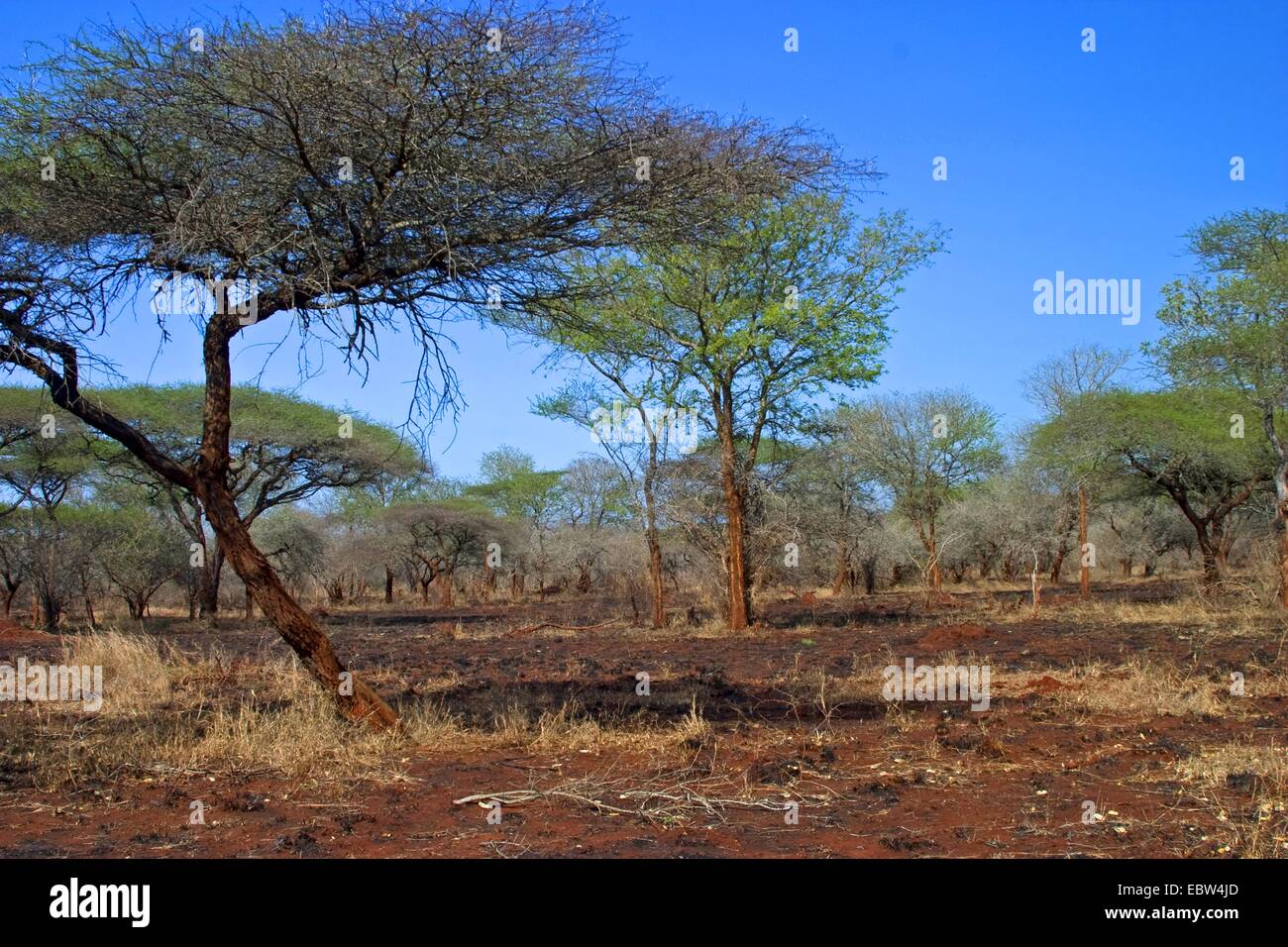 Verbrannte Acacia Buschfeld, South Africa, Kwazulu-Natal, Ndumo Game Reserve Stockfoto