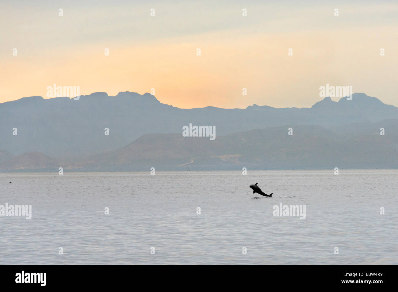 Buckelwal Verletzung bei Sonnenaufgang, Parque Nacional Bahía de Loreto, Sea of Cortez, Baja, Mexiko Stockfoto