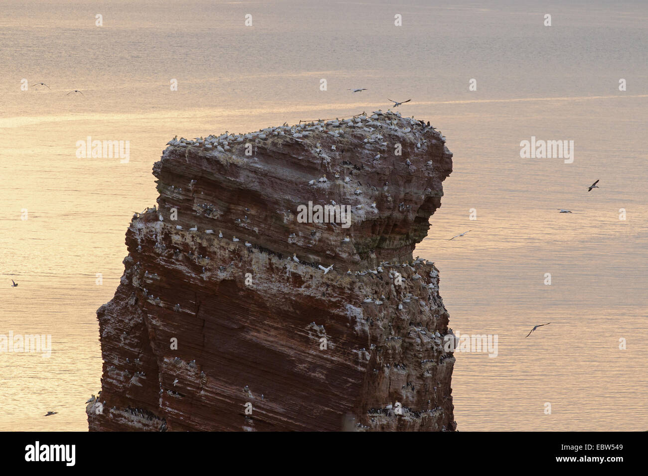 Zucht der Kolonie auf Lange Anna, Deutschland, Schleswig-Holstein, Helgoland Stockfoto