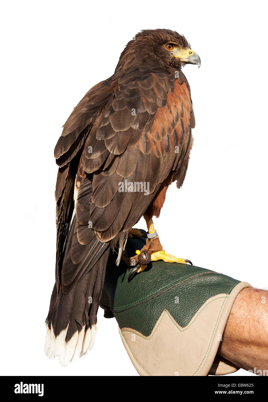 Golden Eagle isoliert auf Handschuh. vor weißem Hintergrund Stockfoto