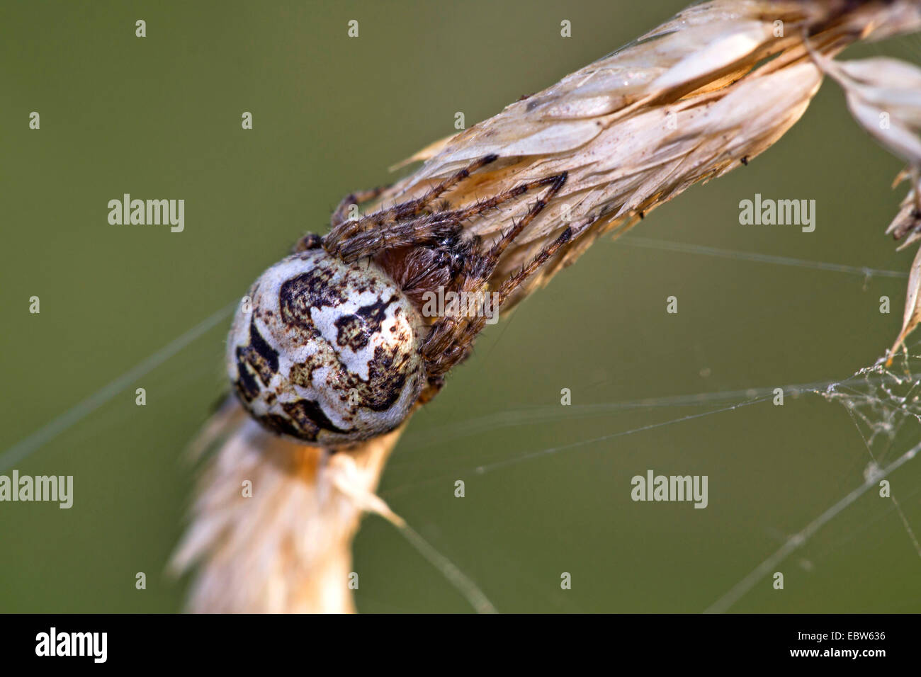 Furche Orbweaver (Larinioides Cornutus, Araneus Cornutus), sitzt auf einem Rasen Ohr, Deutschland Stockfoto