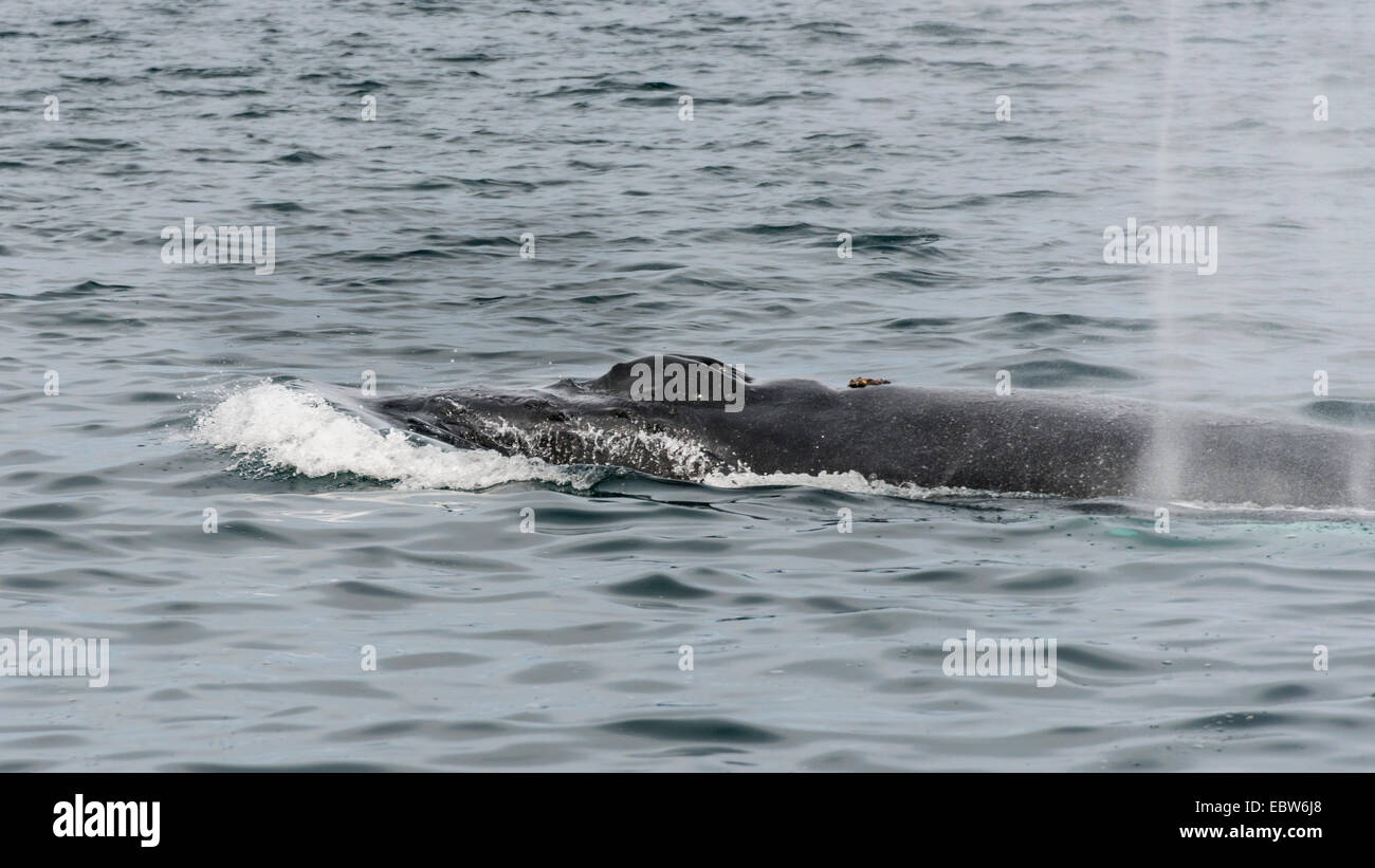 Buckelwal auftauchen, Atem, Parque Nacional Bahía de Loreto, Sea of Cortez, Baja, Mexiko Stockfoto