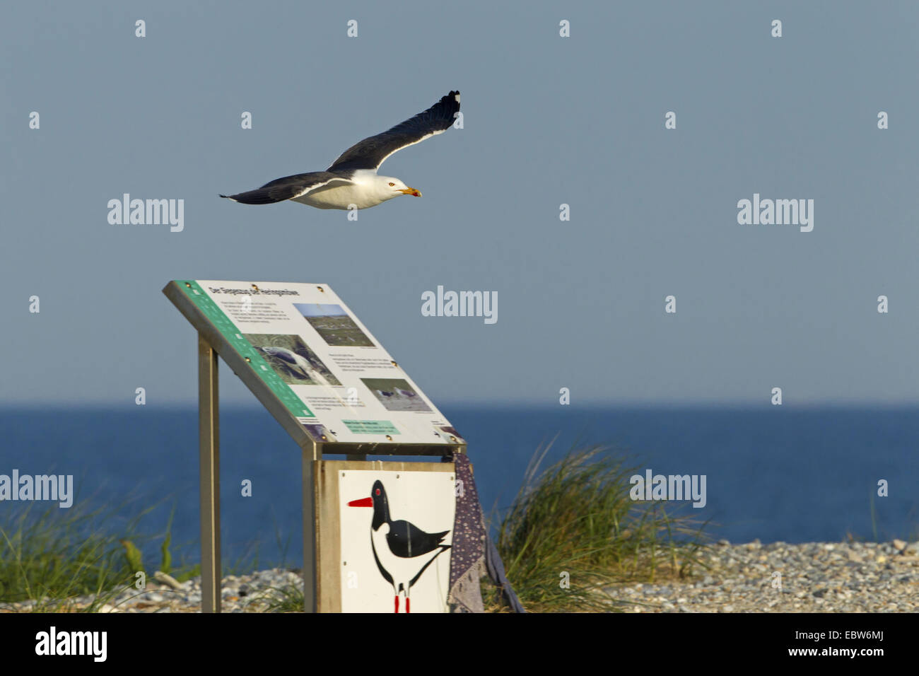 weniger schwarz-backed Gull (Larus Fuscus), fliegen am Nordseestrand mit Hinweisschild, Deutschland, Schleswig-Holstein, Helgoland Stockfoto