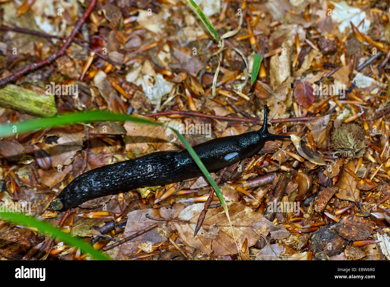 große schwarze Nacktschnecke, größere schwarze Nacktschnecke, schwarze Arion, schwarze Schnecke (Schottland) (Arion Ater), am Wald Boden, Deutschland, Mecklenburg-Vorpommern Stockfoto