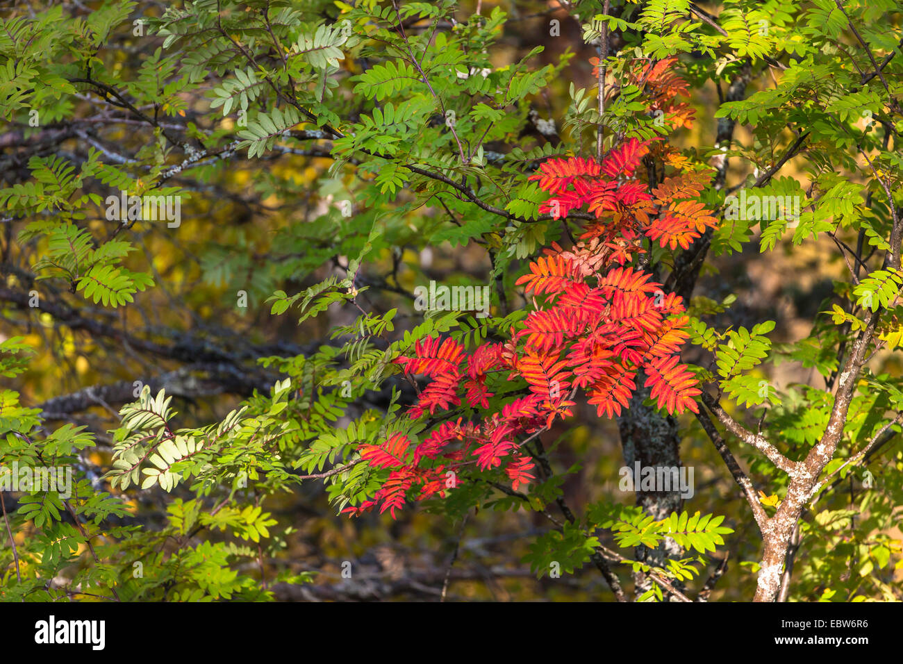 Europäische Vogelbeerbaum, Eberesche (Sorbus Aucuparia), Eberesche im Herbst, Norwegen, Nordland, Dunderlandsdalen Stockfoto