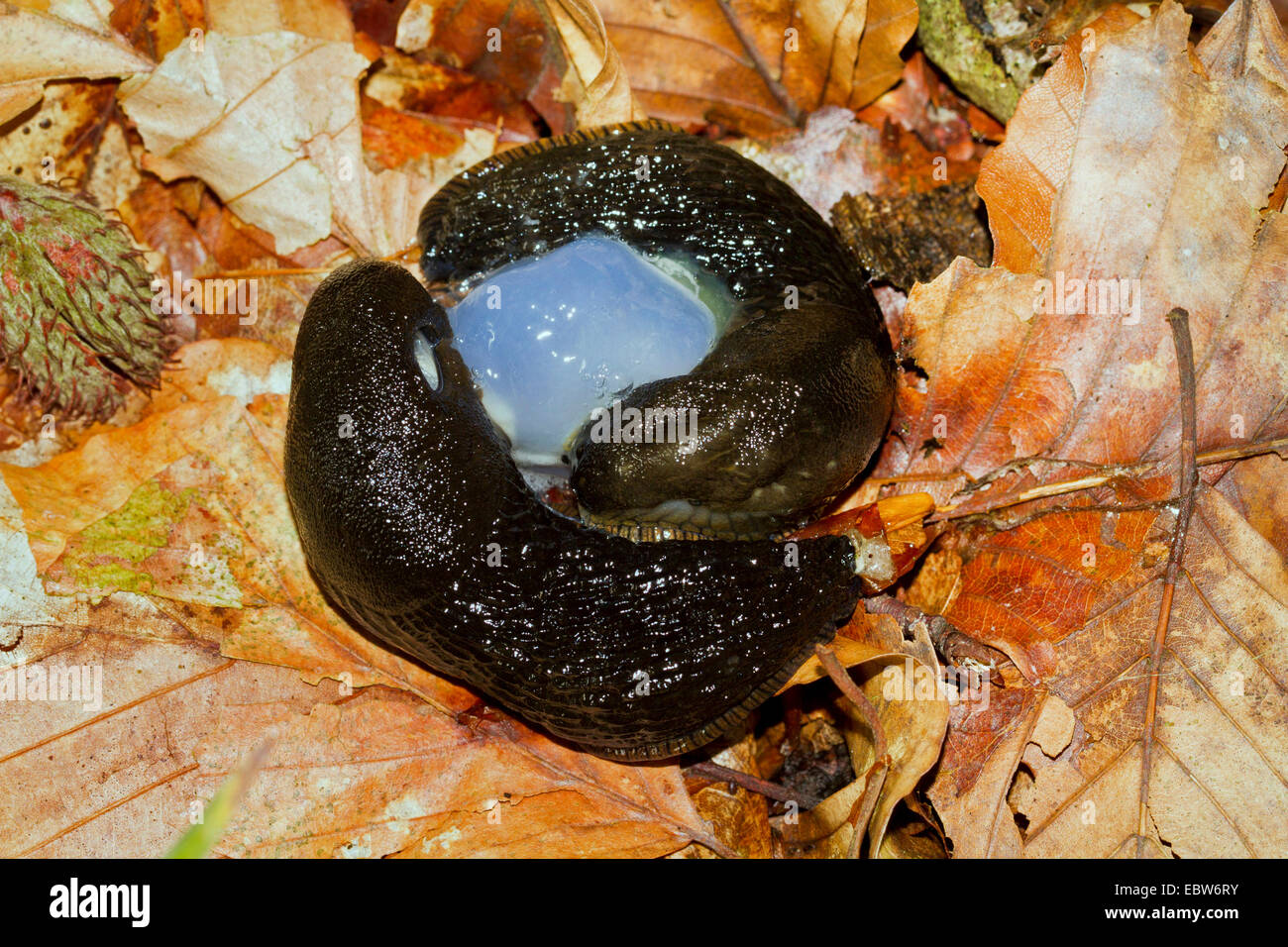 große schwarze Nacktschnecke, größere schwarze Nacktschnecke, schwarze Arion, schwarze Schnecke (Schottland) (Arion Ater), Paarung auf Wald, Boden, Deutschland, Mecklenburg-Vorpommern Stockfoto