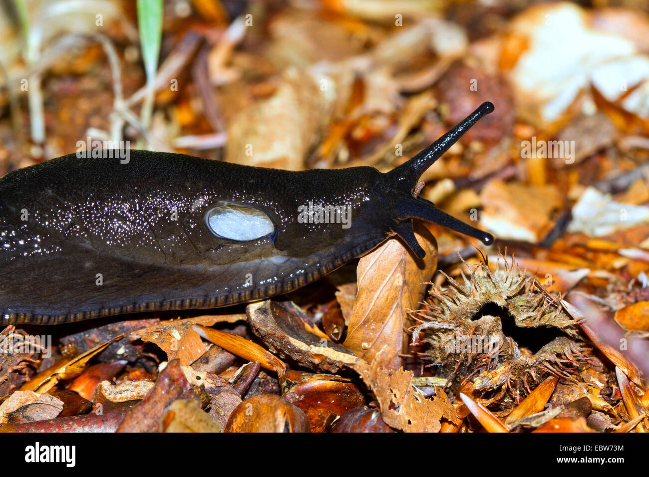 große schwarze Nacktschnecke, größere schwarze Nacktschnecke, schwarze Arion, schwarze Schnecke (Schottland) (Arion Ater), auf Waldboden, Brustbild, Deutschland, Mecklenburg-Vorpommern Stockfoto