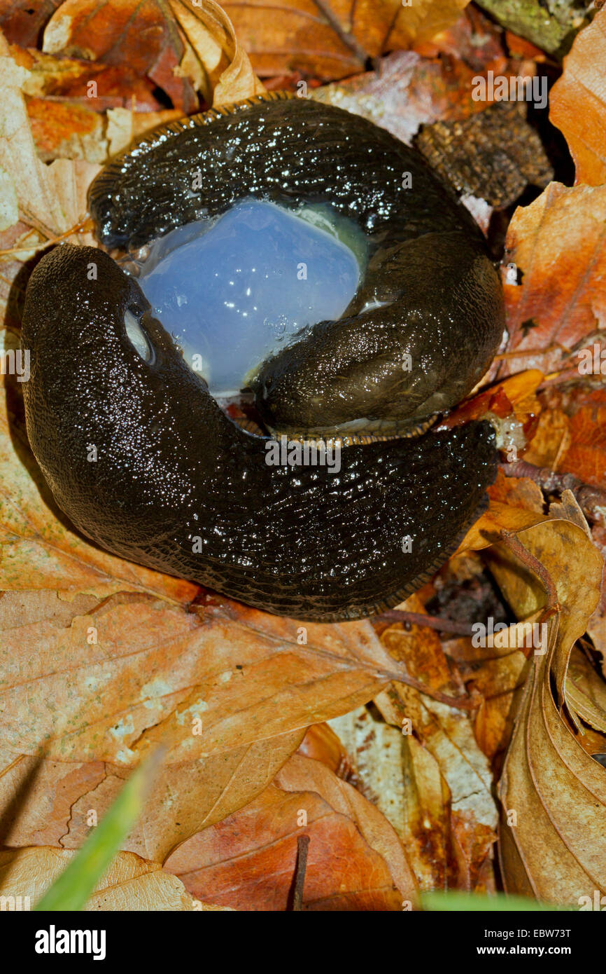 große schwarze Nacktschnecke, größere schwarze Nacktschnecke, schwarze Arion, schwarze Schnecke (Schottland) (Arion Ater), Paarung auf Wald, Boden, Deutschland, Mecklenburg-Vorpommern Stockfoto