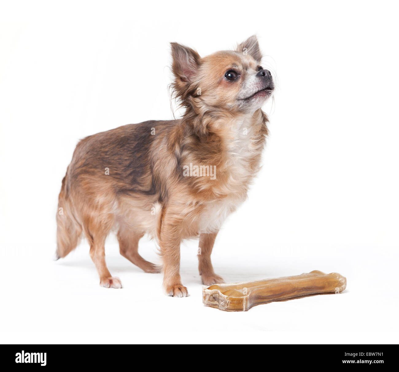 kleine Chihuahua Hund, mit einem großen Knochen stehen. Hintergrund weiß, optional Stockfoto