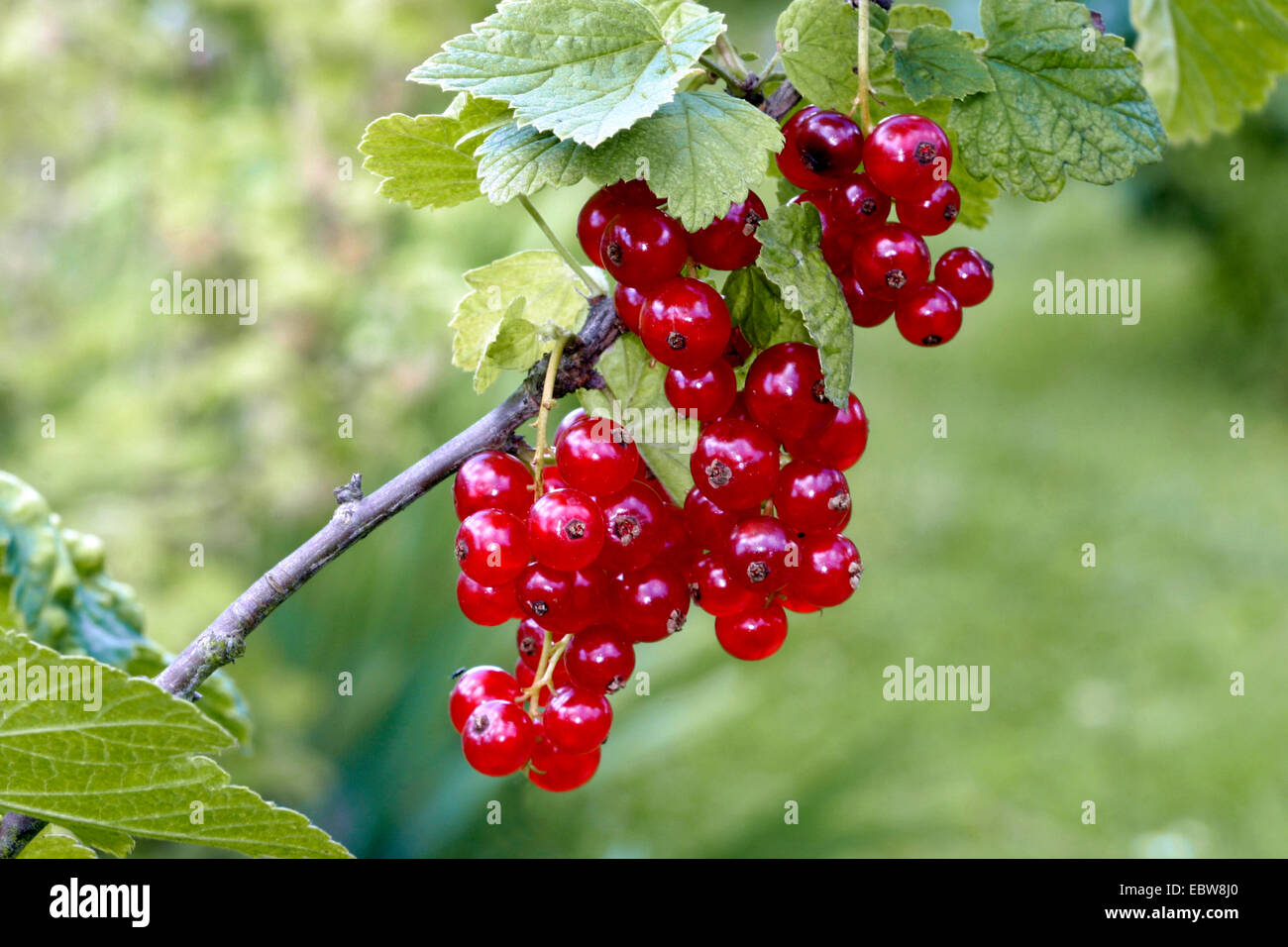 nördliche rote Johannisbeere (Ribes Rubrum), rote Johannisbeeren auf den Busch Stockfoto