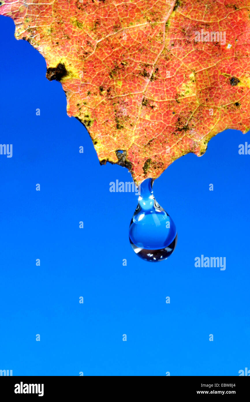 Ein Wassertropfen ist Droping unten von einem herbstlichen farbige Blatt Stockfoto